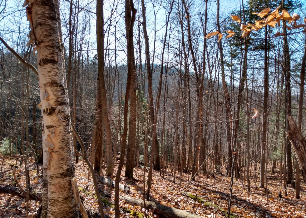 Terrain – Ch. du Renard, Saint-Sauveur